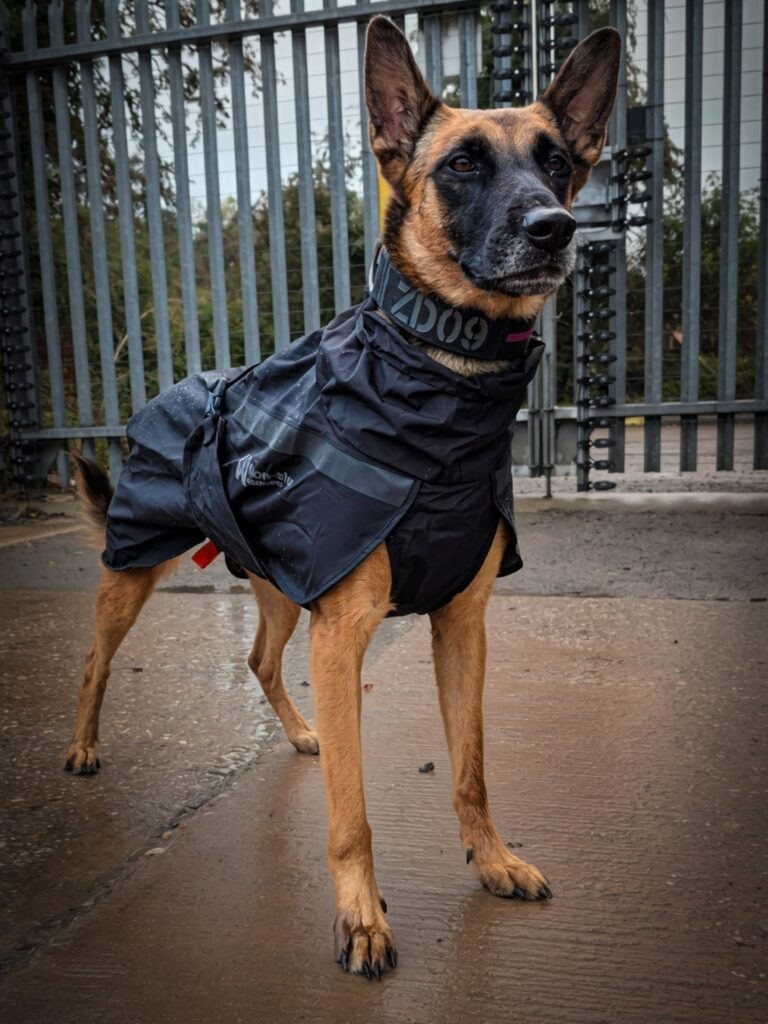 Belgian Malinois wearing a black heavy duty tactical dog coat