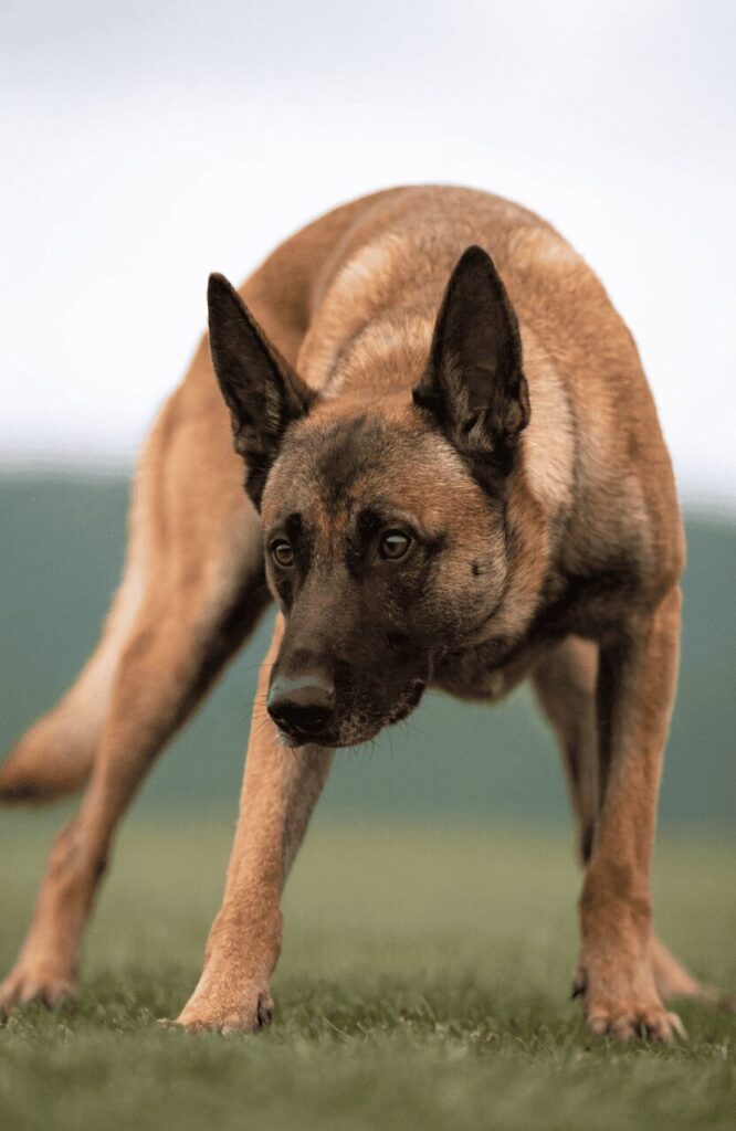 Belgian Malinois athletic focused guard dog portrait
