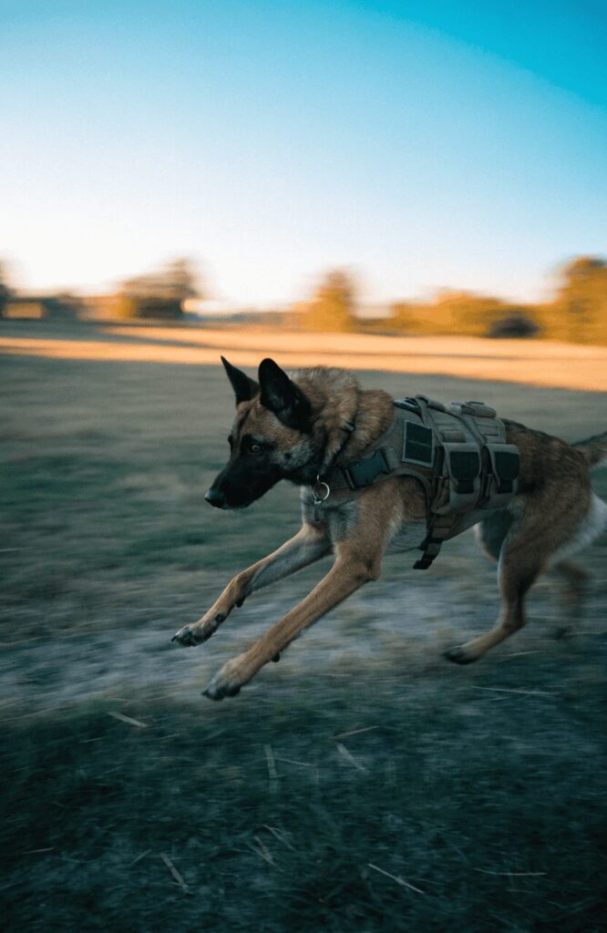 Belgian Malinois military K-9 protection dog