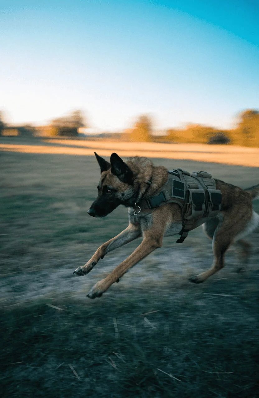 Belgian Malinois military K-9 protection dog