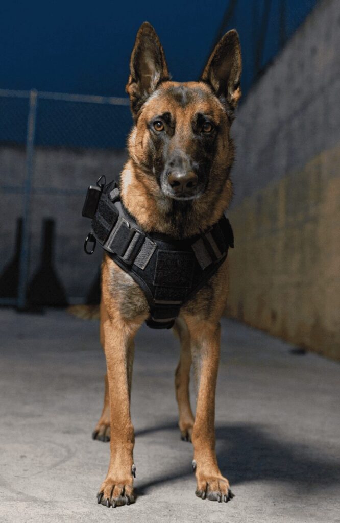 Belgian Malinois military-grade protection dog ready stance