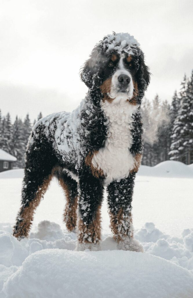 bernedoodle large mixed dog breed with poodle in snow