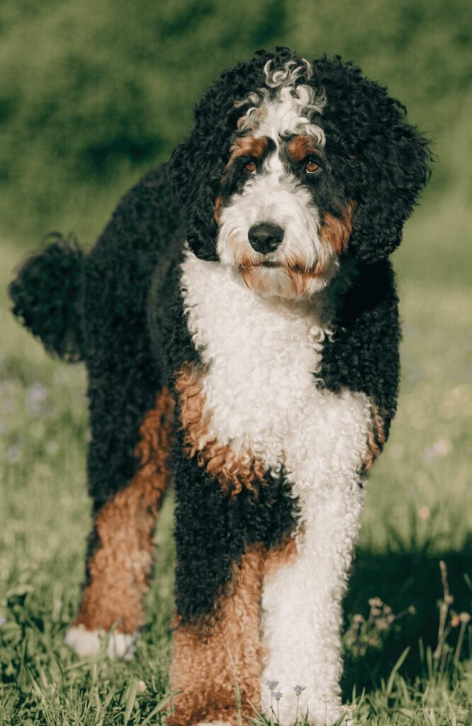 Bernedoodle tri-color curly coat pretty mixed breed meadow