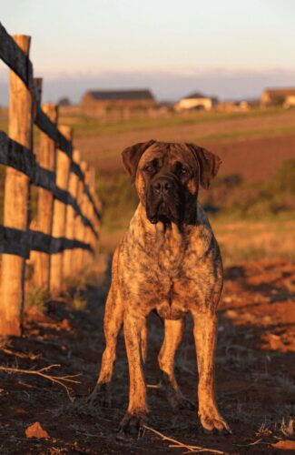 Boerboel South African farm guardian dog