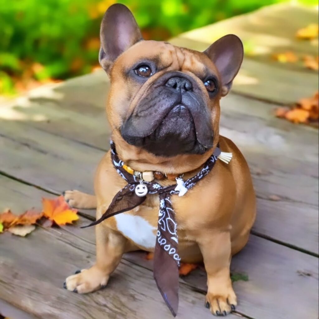 French bulldog wearing a boho scarf tie bandana with wooden beads and charms