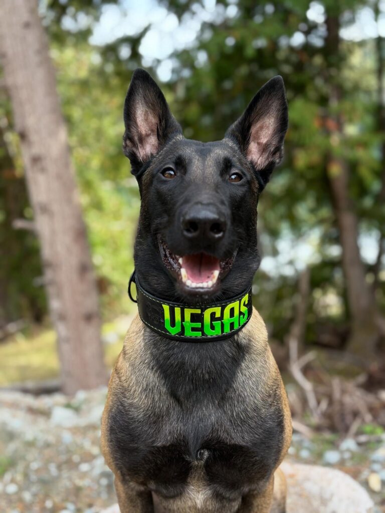 Wide black leather dog collar with bold neon green painted name on a Belgian Malinois working dog
