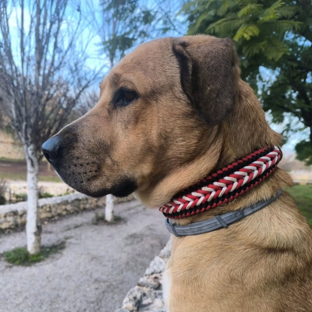 wide herringbone braid paracord dog collar in red black and white