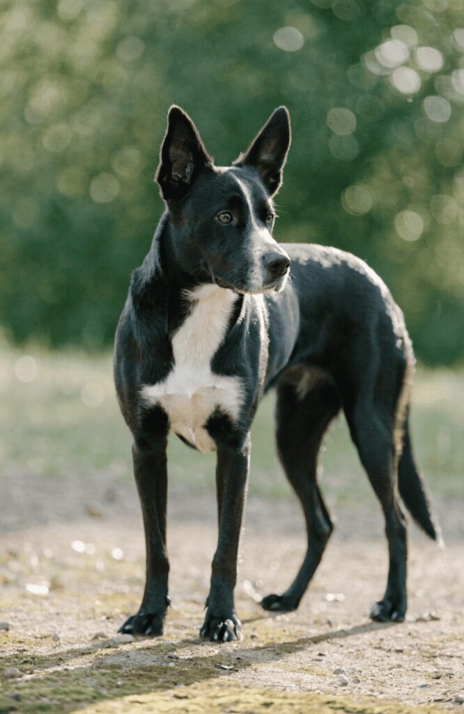 Borador pretty mixed breed black white athletic build