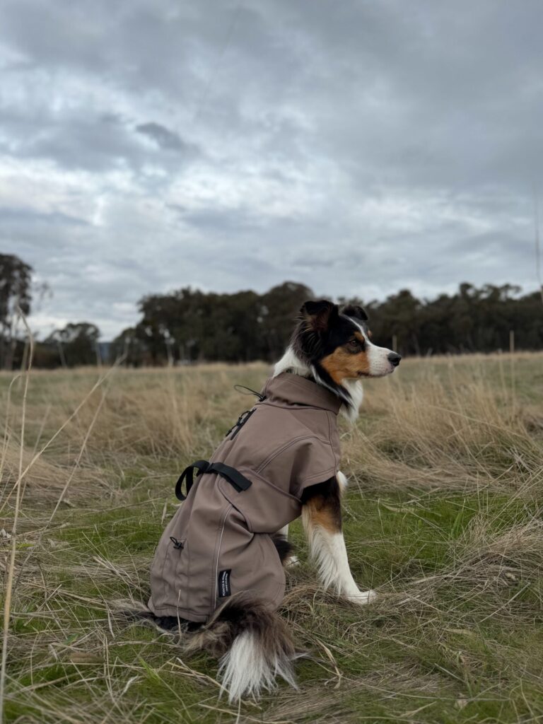 Border Collie wearing a tailored softshell jacket with stand-up collar