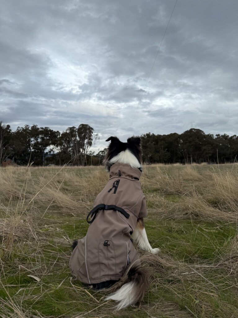 DIY dog jacket pattern: tailored taupe softshell jacket with zip pockets