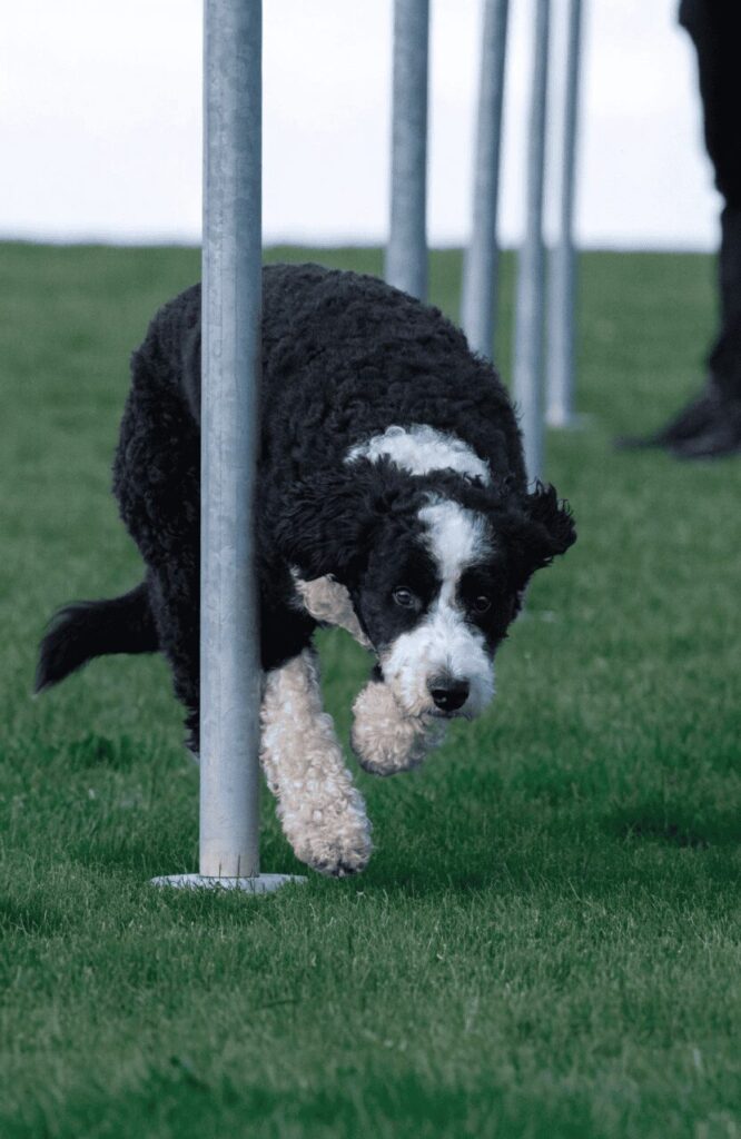 bordoodle intelligent mixed dog breed with poodle agility