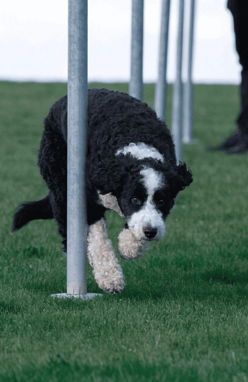 bordoodle intelligent mixed dog breed with poodle agility