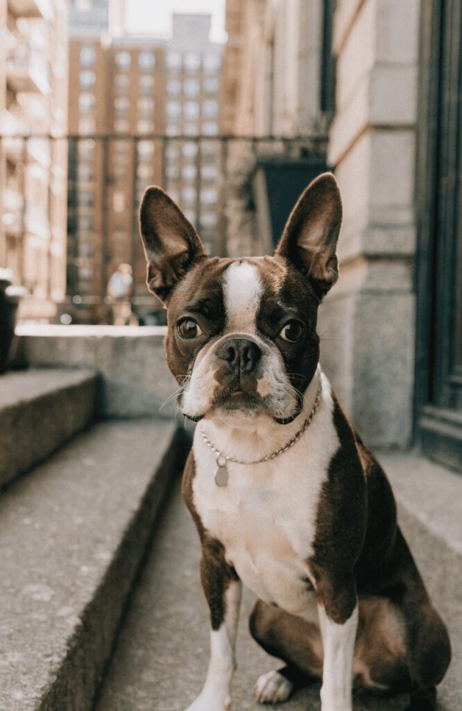 Boston Terrier seal white tuxedo coat