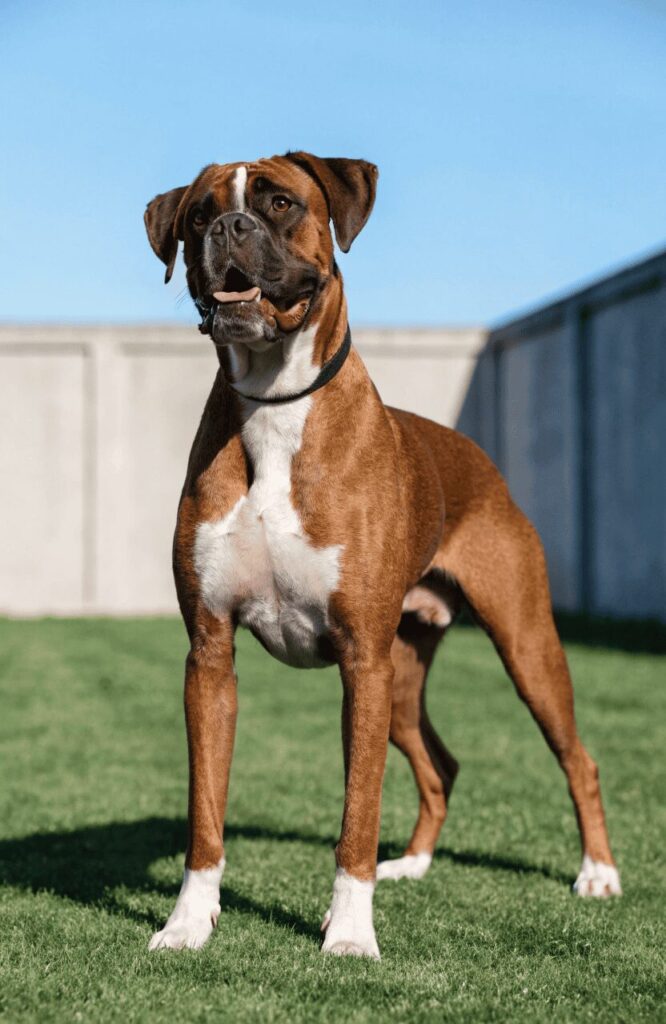 Boxer dog breed brown and white