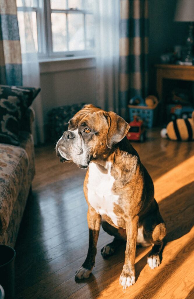 Boxer dog loyal companion family guard breed
