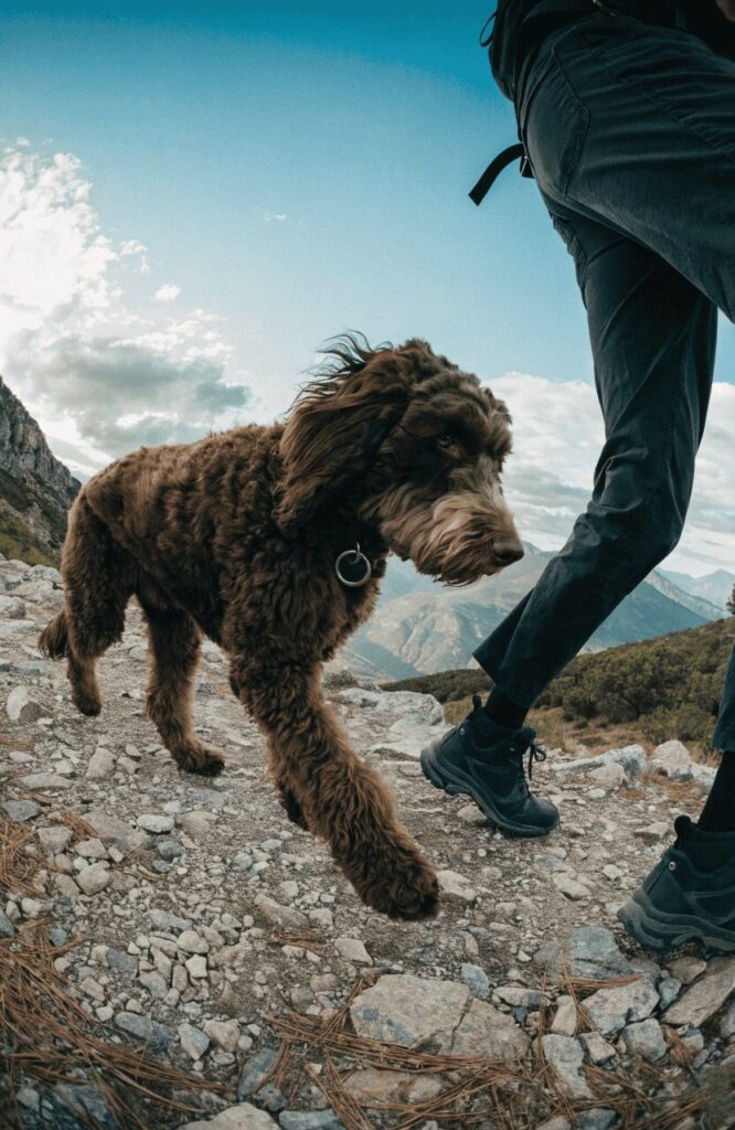 Bernedoodle brown fluffy dog hiking with owner outdoors