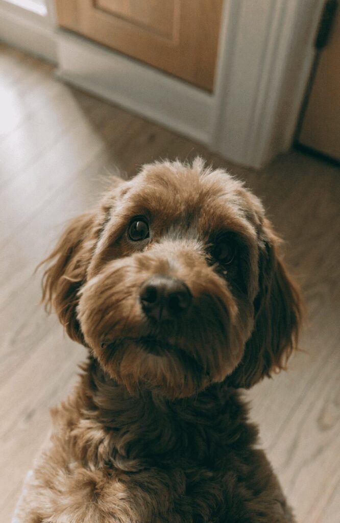 chestnut brown Cavapoo small fluffy dog looking up