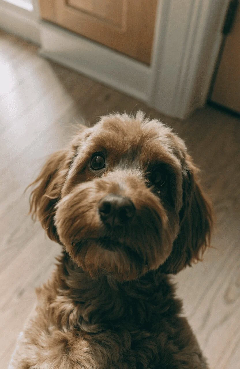 chestnut brown Cavapoo small fluffy dog looking up