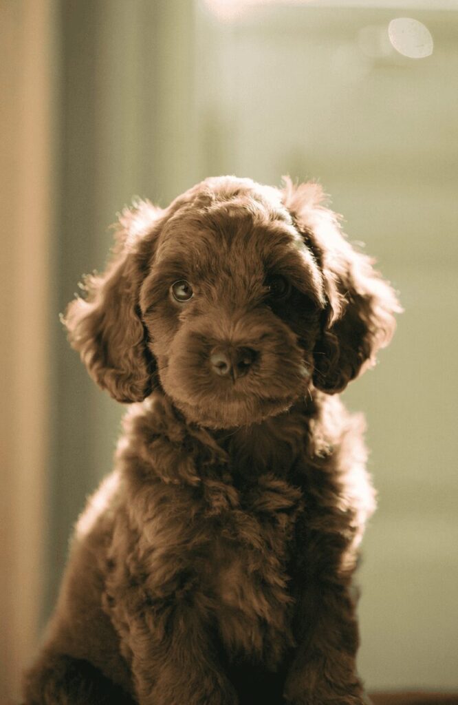 Cockapoo puppy with wavy chocolate brown coat