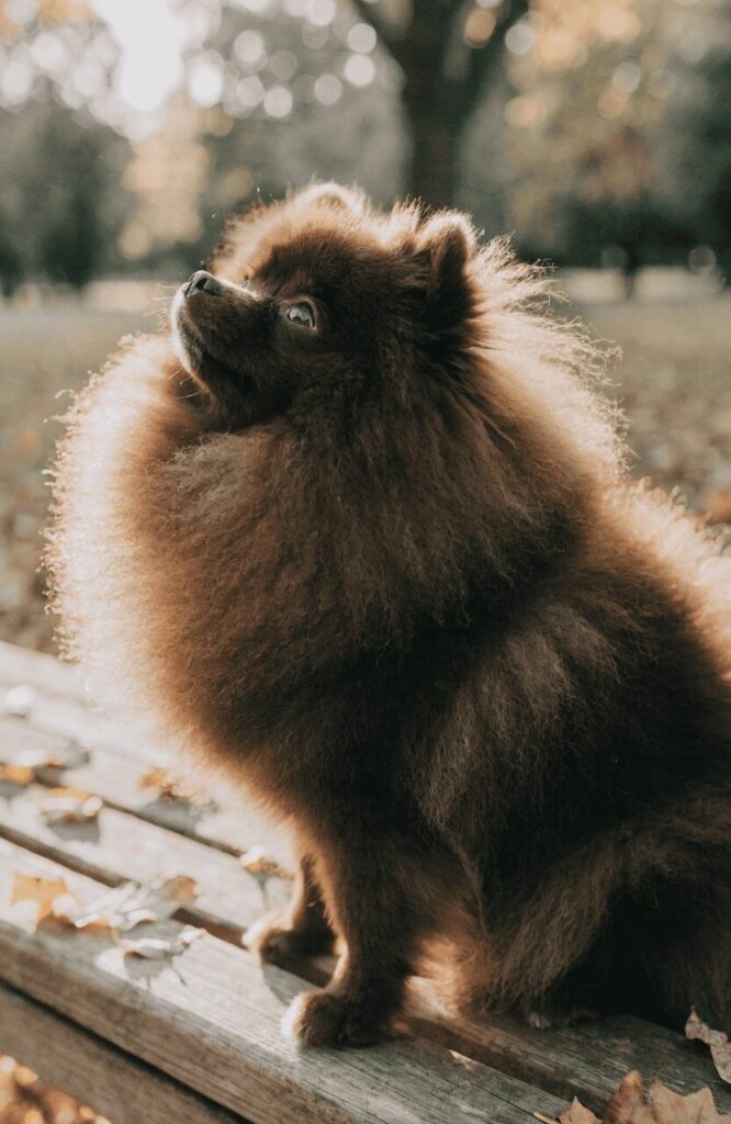 small fluffy brown Pomeranian sitting in autumn park