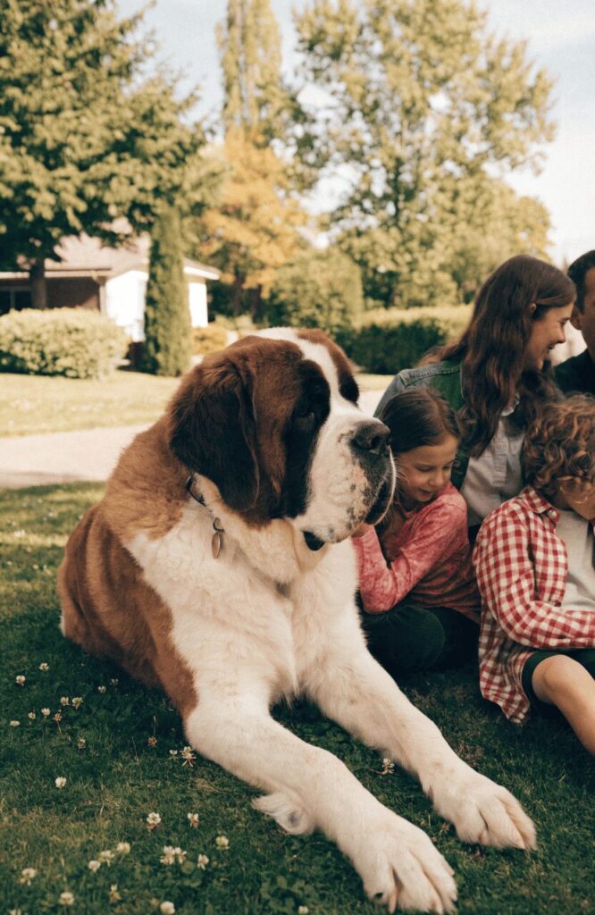 Saint Bernard mahogany brown fluffy dog with family