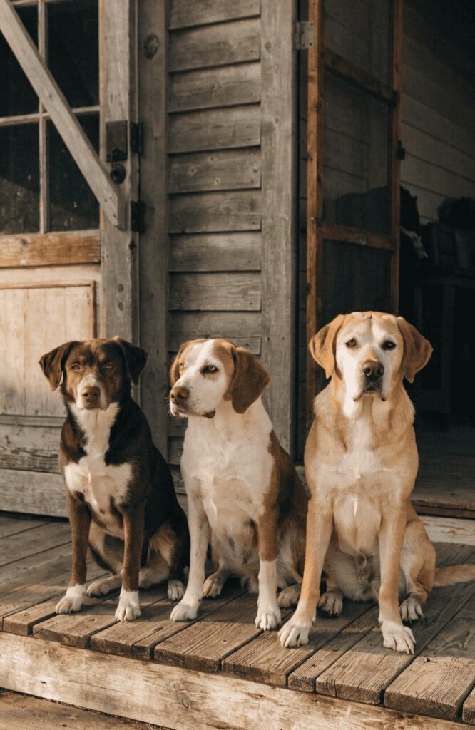 brown and white dog coat color types
