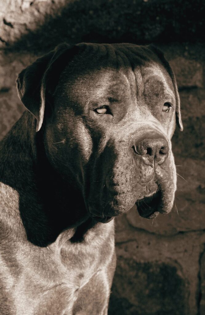 Cane Corso ancient guardian breed protecting home estate