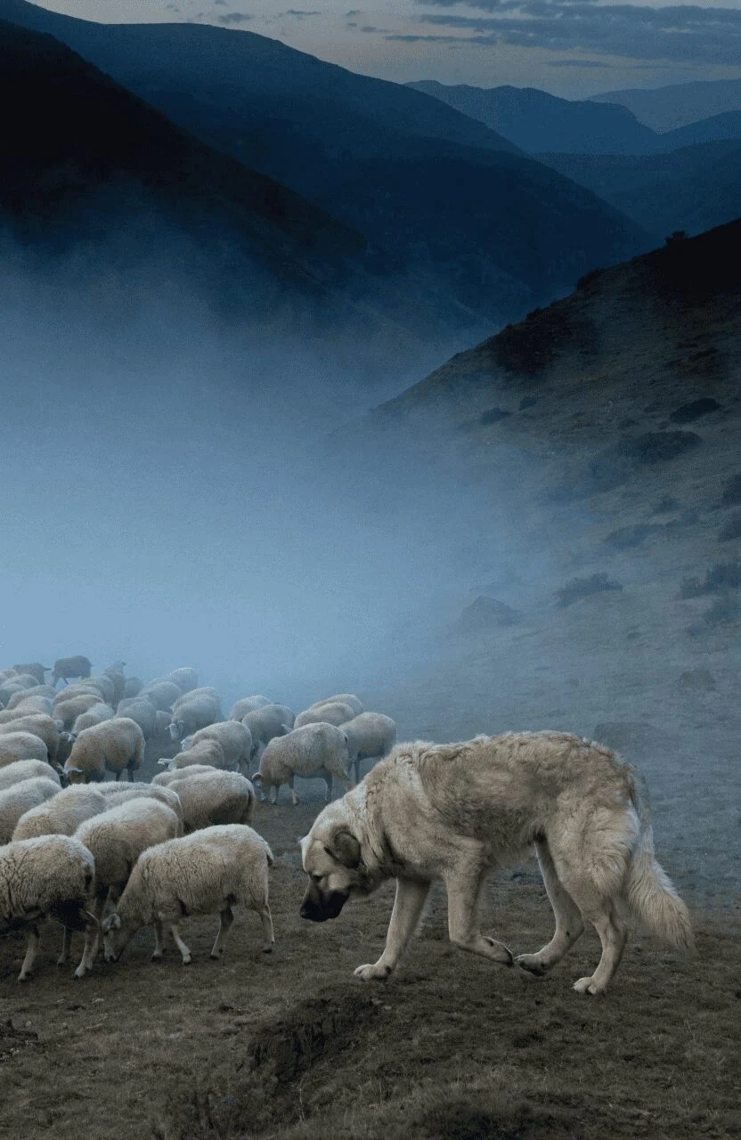 Caucasian Shepherd patrolling flock at dusk in mountain fog
