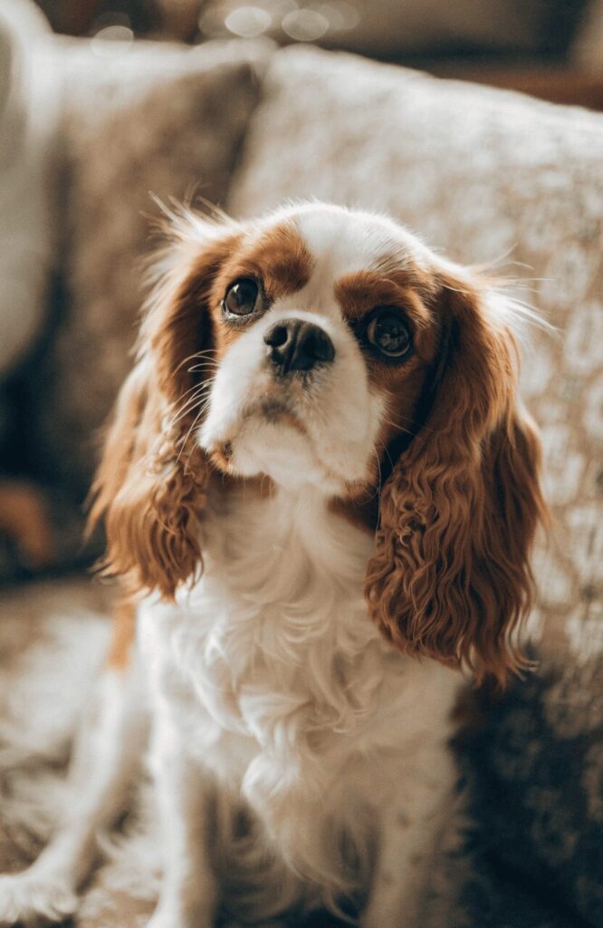 Cavalier King Charles Spaniel Blenheim brown white