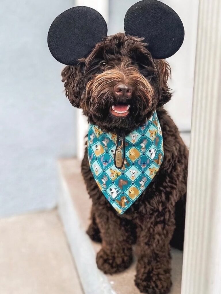 Dog wearing Mickey ear headband and character print costume bandana