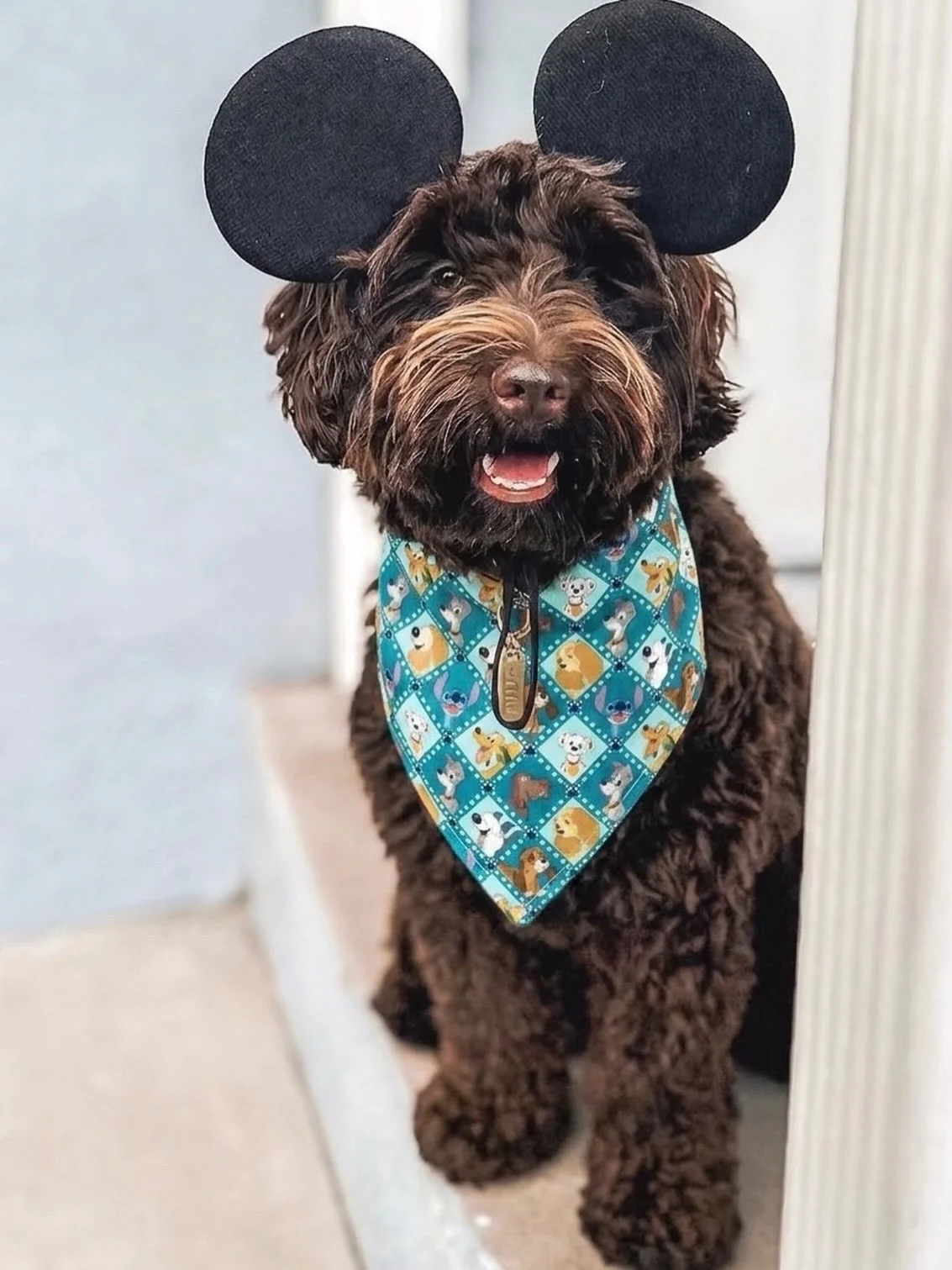 Dog wearing Mickey ear headband and character print costume bandana
