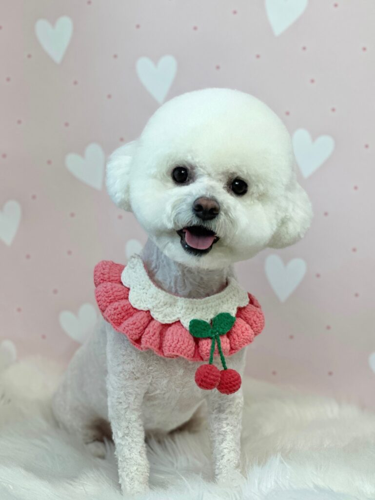 cherry 3D pendant ruffle collar on a white Bichon Frise