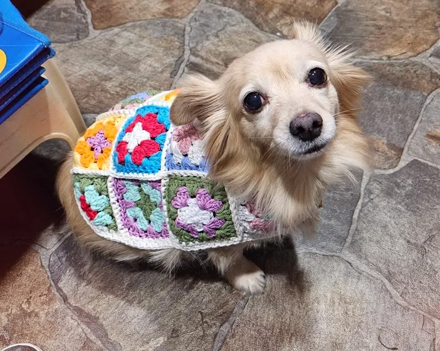 Small dog wearing a crochet granny square patchwork sweater