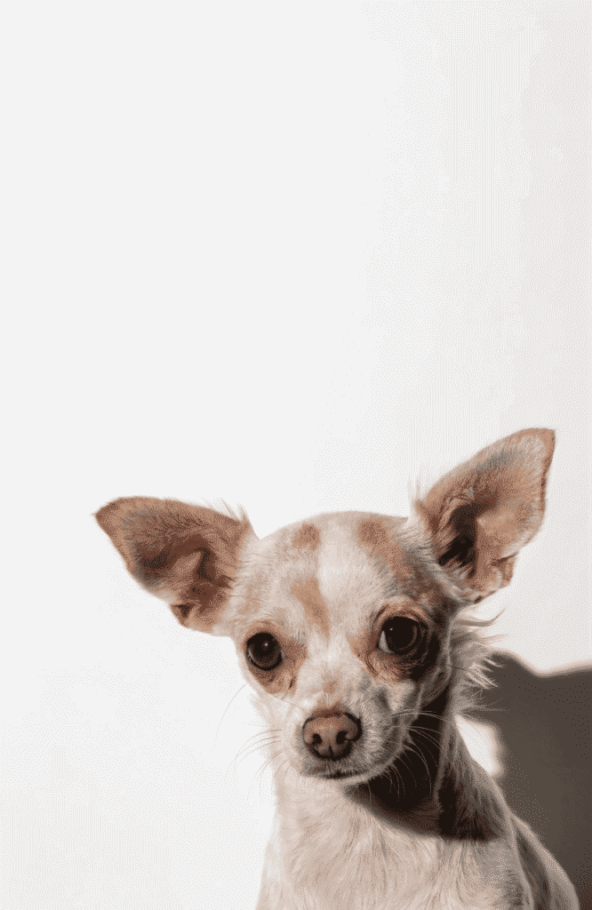 tiny chipoo bold small poodle mix dog portrait