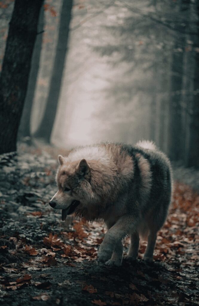 Chusky thick coat mixed breed forest autumn fog