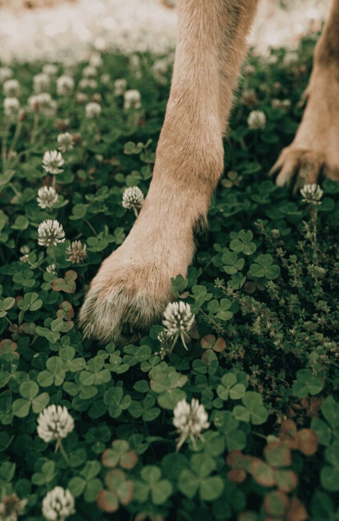 Close-up of dog paws walking on clover ground cover