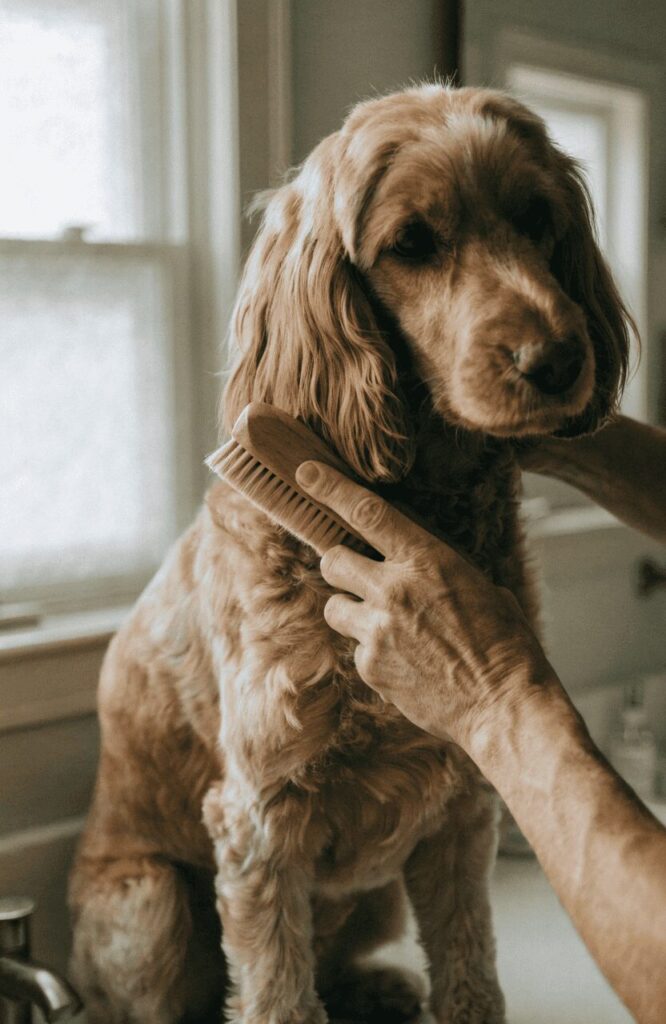 cockapoo poodle mix dog being groomed at home