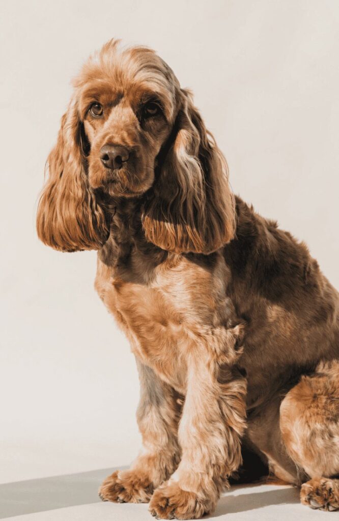 Cockapoo mixed breed long feathered ears golden coat