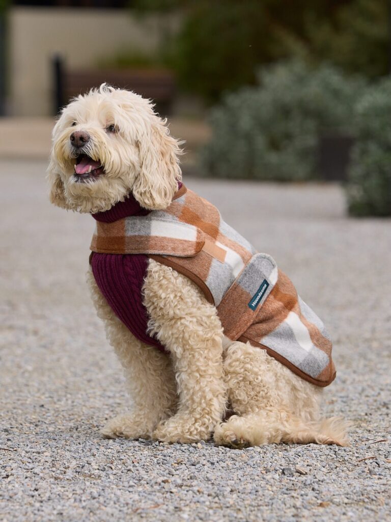 Cockapoo wearing a plaid and cable knit combo dog coat