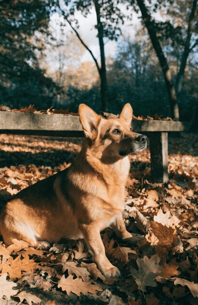Corgidor corgi lab mix autumn park bench leaves