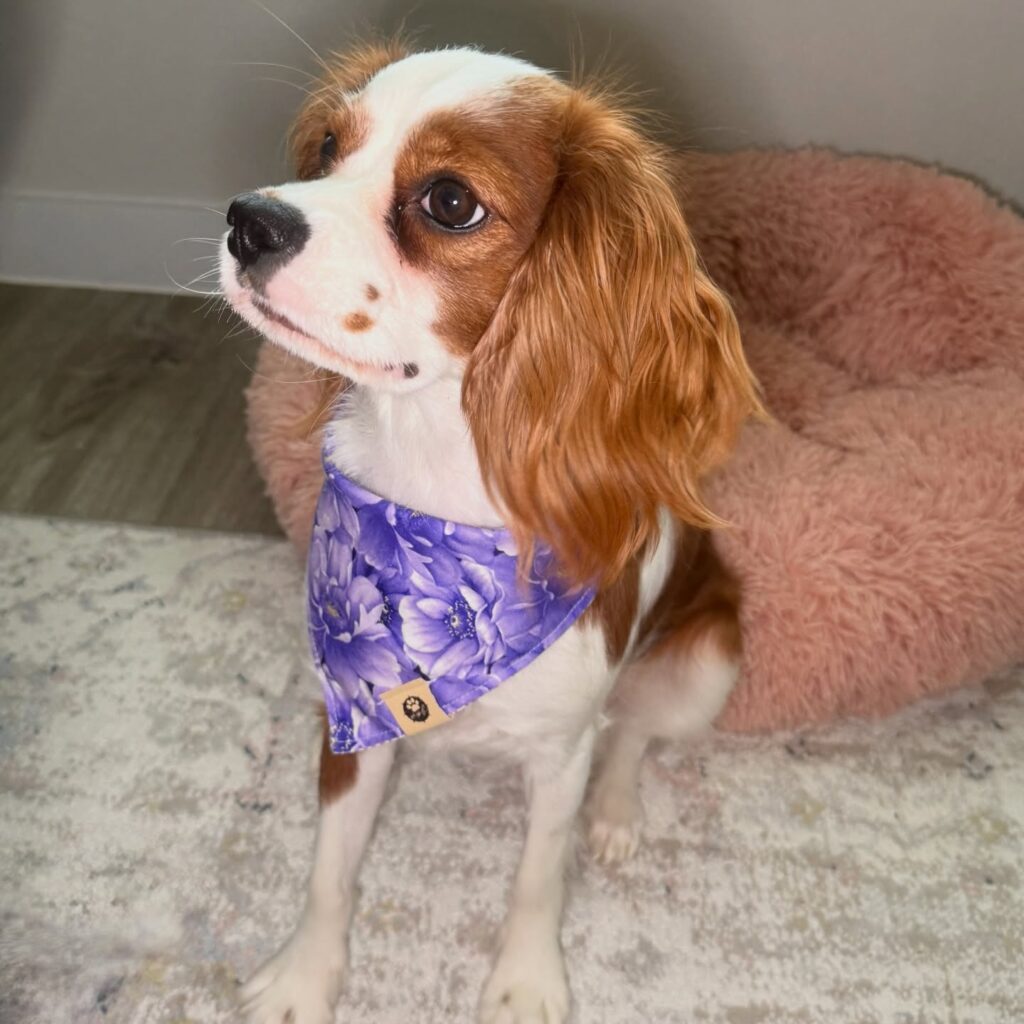 Cottagecore diy dog bandana ideas purple floral slip on bandana for puppies