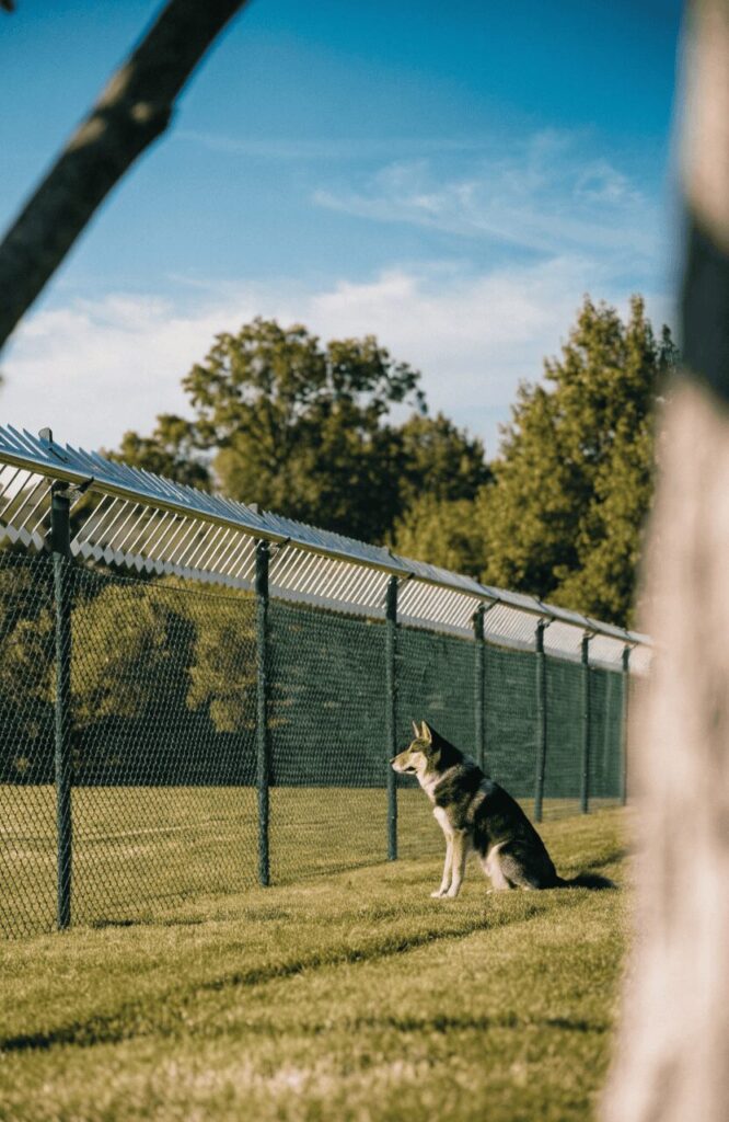Coyote roller fence perimeter view for large dogs
