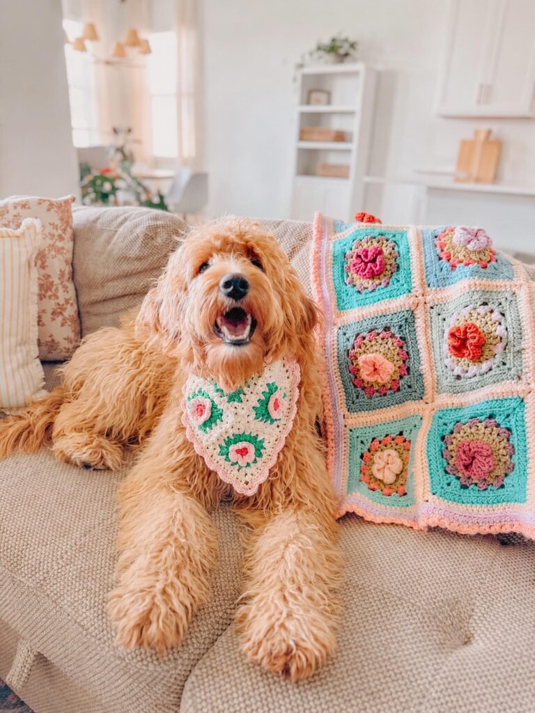 Goldendoodle on a couch wearing a crochet granny square floral bandana