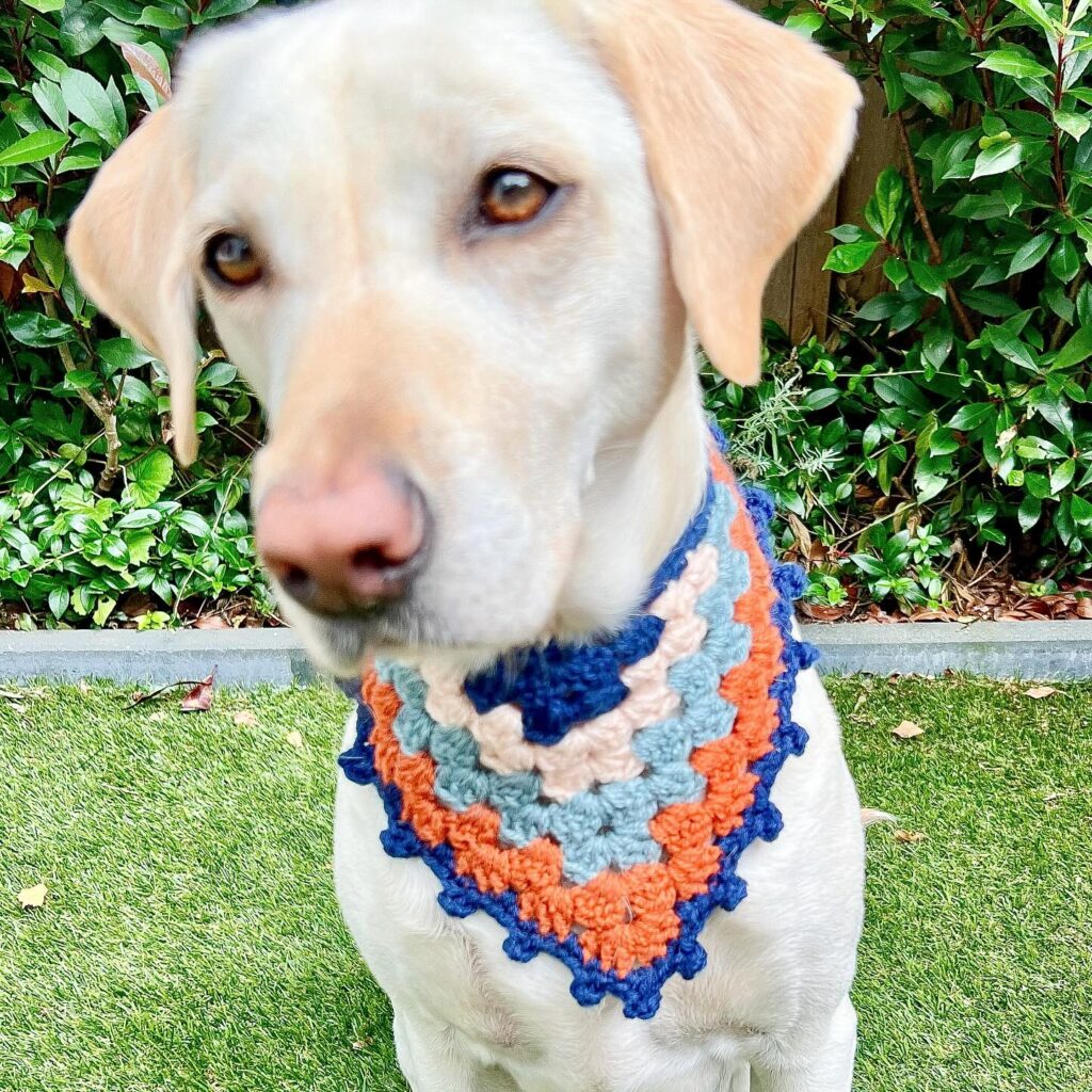 Yellow labrador wearing a colorblock crochet bandana close up