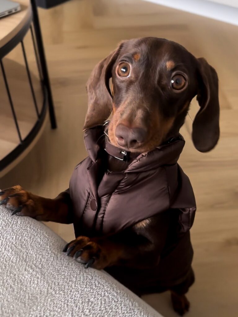 Dachshund in a minimalist brown puffer jacket with a snap collar