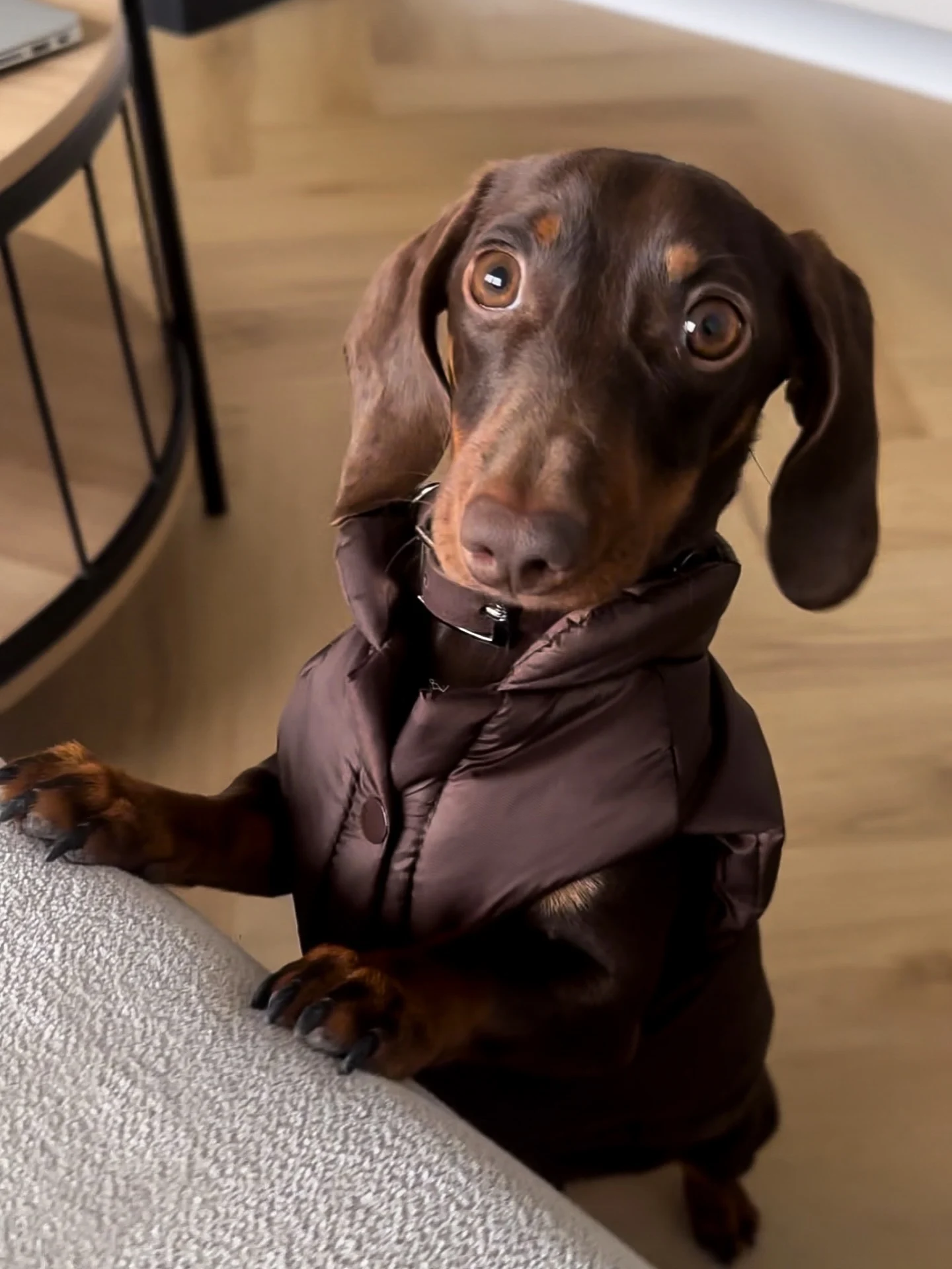 Dachshund in a minimalist brown puffer jacket with a snap collar