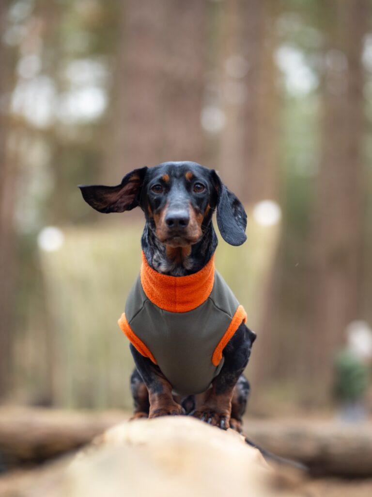 Dachshund wearing an orange and olive fleece vest with contrast bound trim
