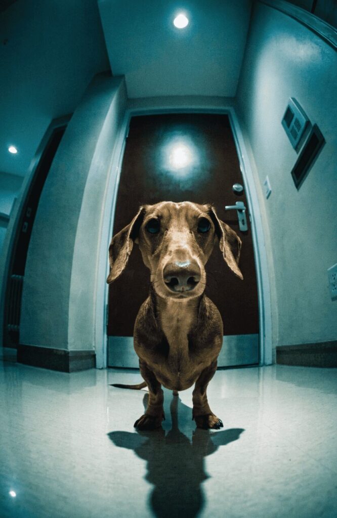 bold Dachshund standing guard at apartment front door at night
