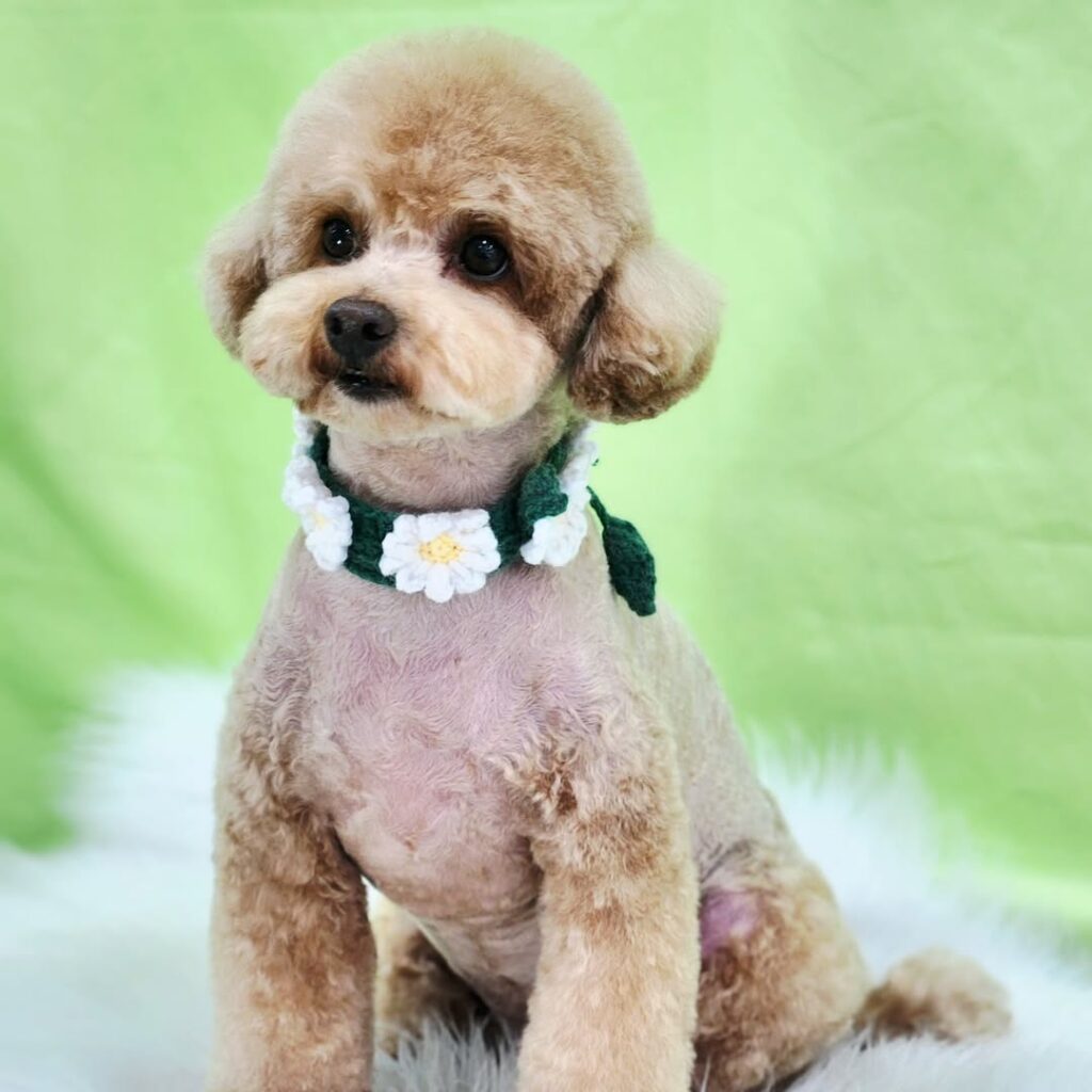 white daisy chain flowers on dark green vine base collar on a poodle