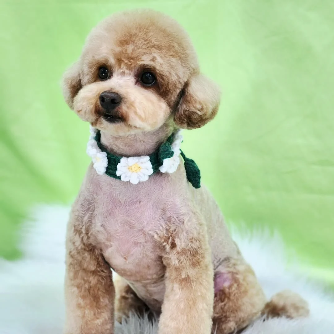 white daisy chain flowers on dark green vine base collar on a poodle